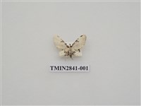 藏品(尺蛾543)的圖片